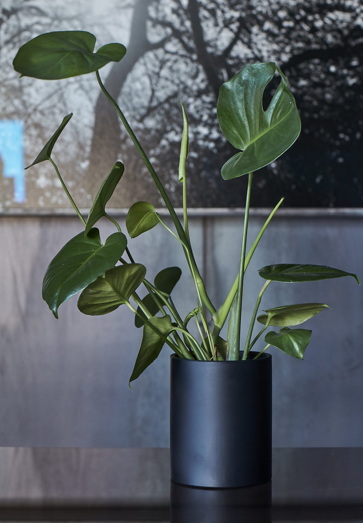 A single branch