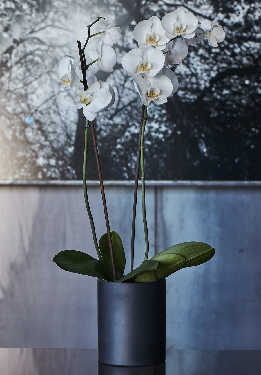 A single orchid