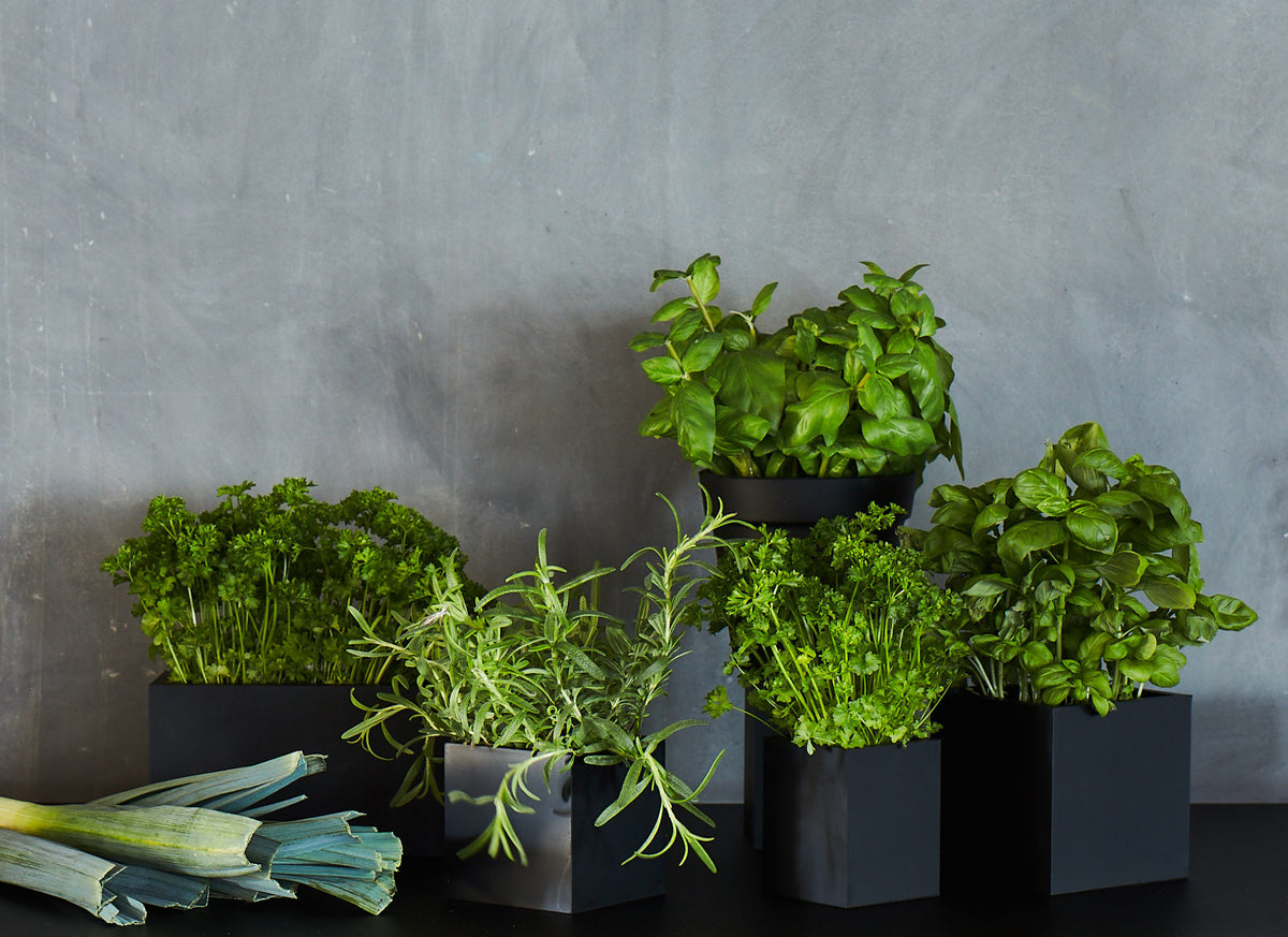 Your own herb garden