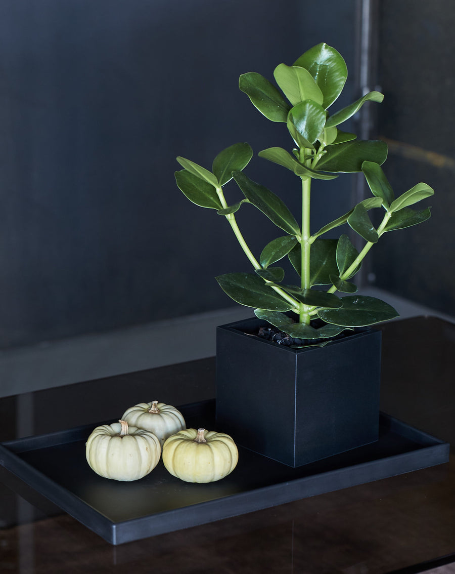A plant and a tray
