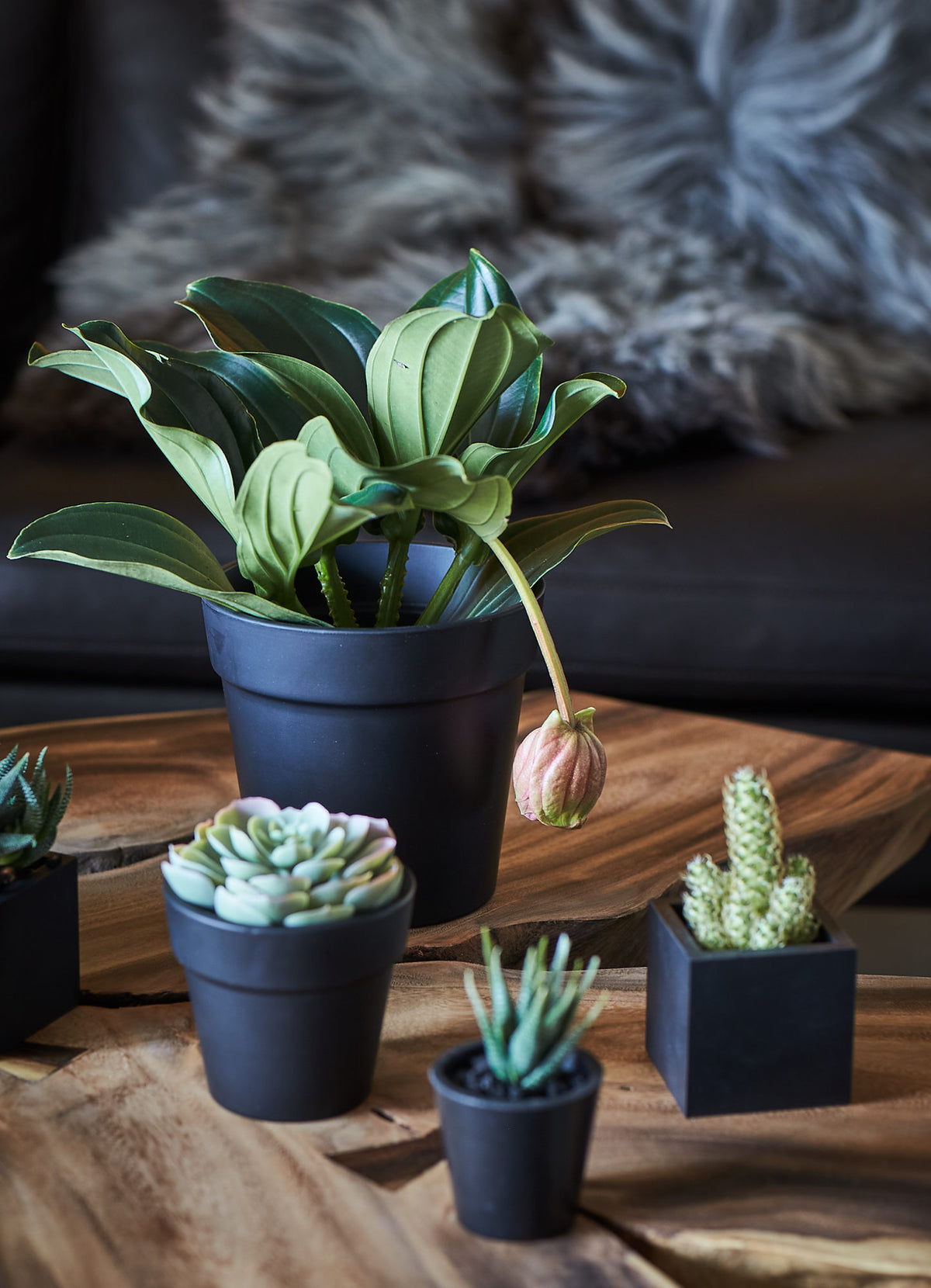 Greenery on the coffee table.