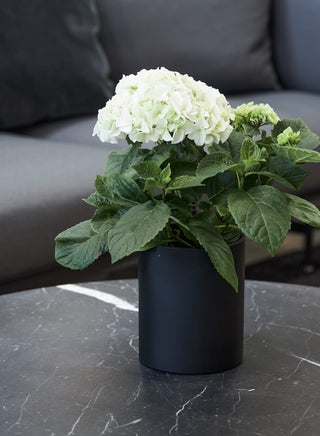 Cylindervase