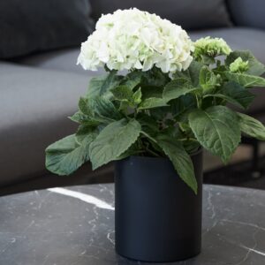 Alternative view of Cylindervase